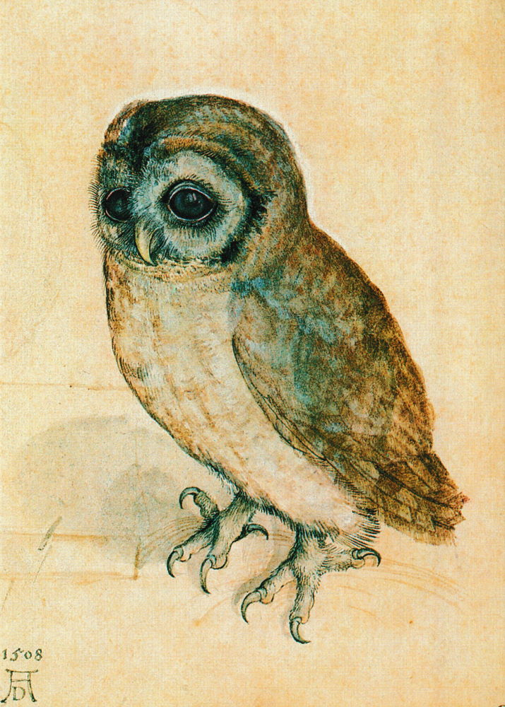 Kunstkarte Albrecht Dürer "Das Käuzchen" Kunstkarte Albrecht Dürer "Das Käuzchen"