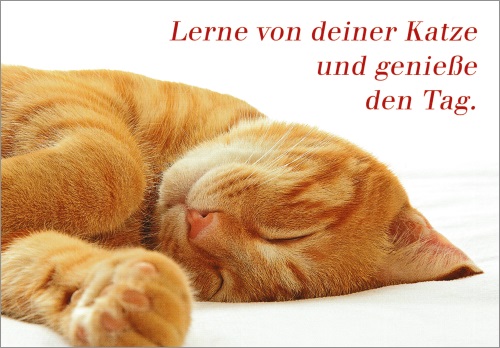Postkarte "Lerne von Deiner Katze und genieße den Tag."