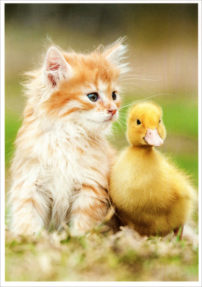 Postkarte "Ein gutes Team (Kätzchen und Kücken)" Postkarte "Ein gutes Team (Kätzchen und Kücken)"