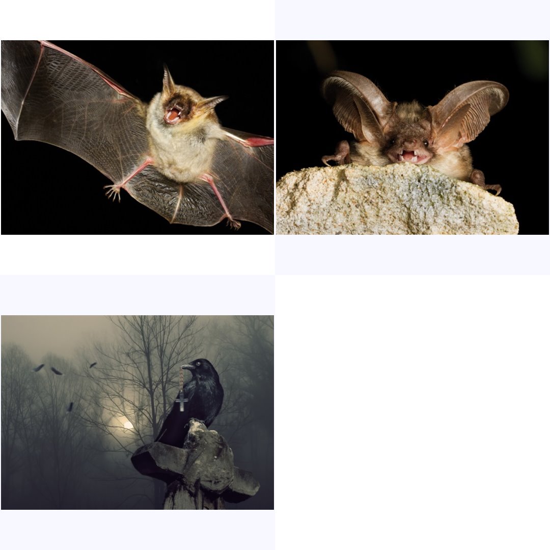 Postkarten-Set "Bats and Ravens"