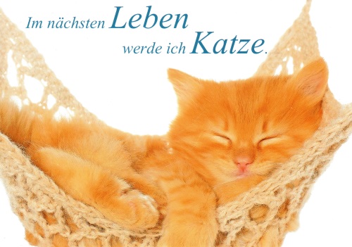Postkarte "Im nächsten Leben werde ich Katze." Postkarte "Im nächsten Leben werde ich Katze."