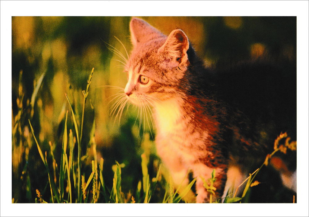 Postkartenbuch "Kittens * Kätzchen * chatons" mit 24 süßen Katzen-Motiven
