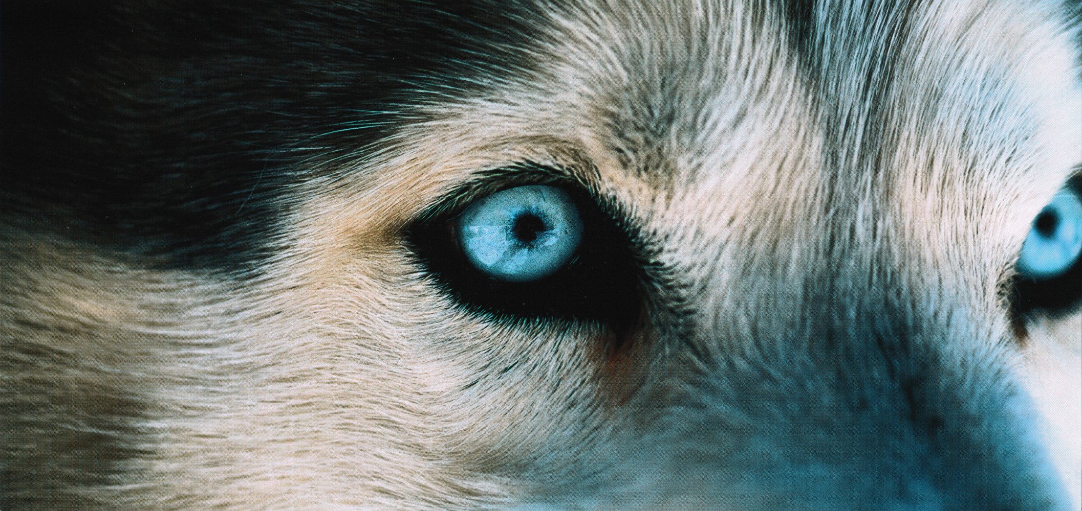 XXL-Postkarte GEO-Edition "Vorfahre Wolf"