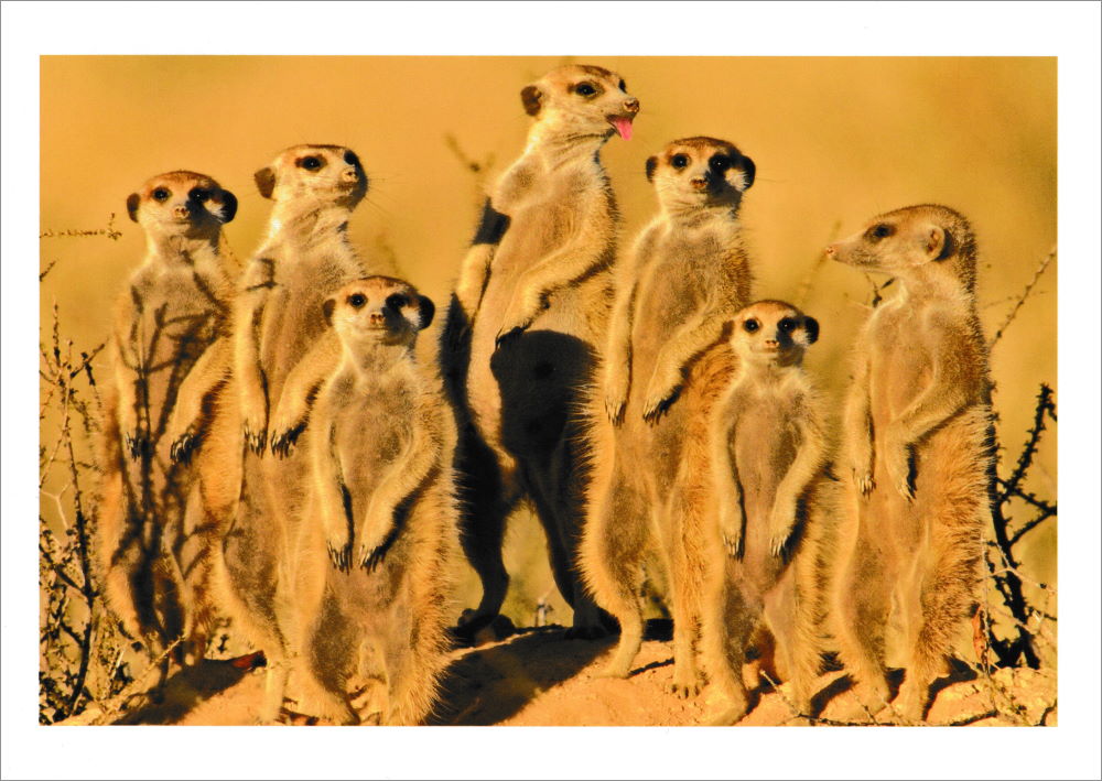 Postkartenbuch "Erdmännchen" mit 24 süßen Erdmännchen-Motiven