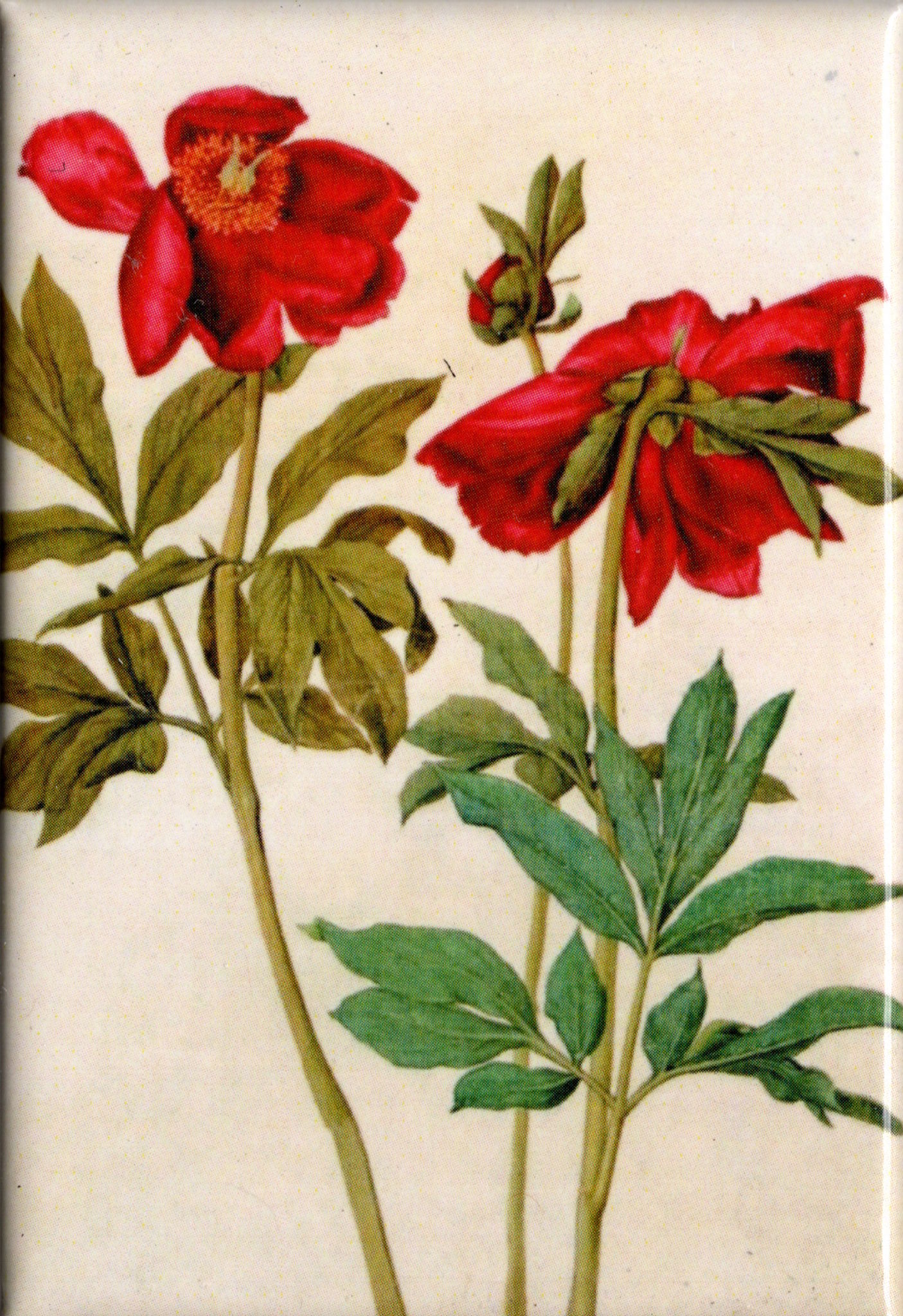 Kunstmagnet Albrecht Dürer: Pfingstrosen