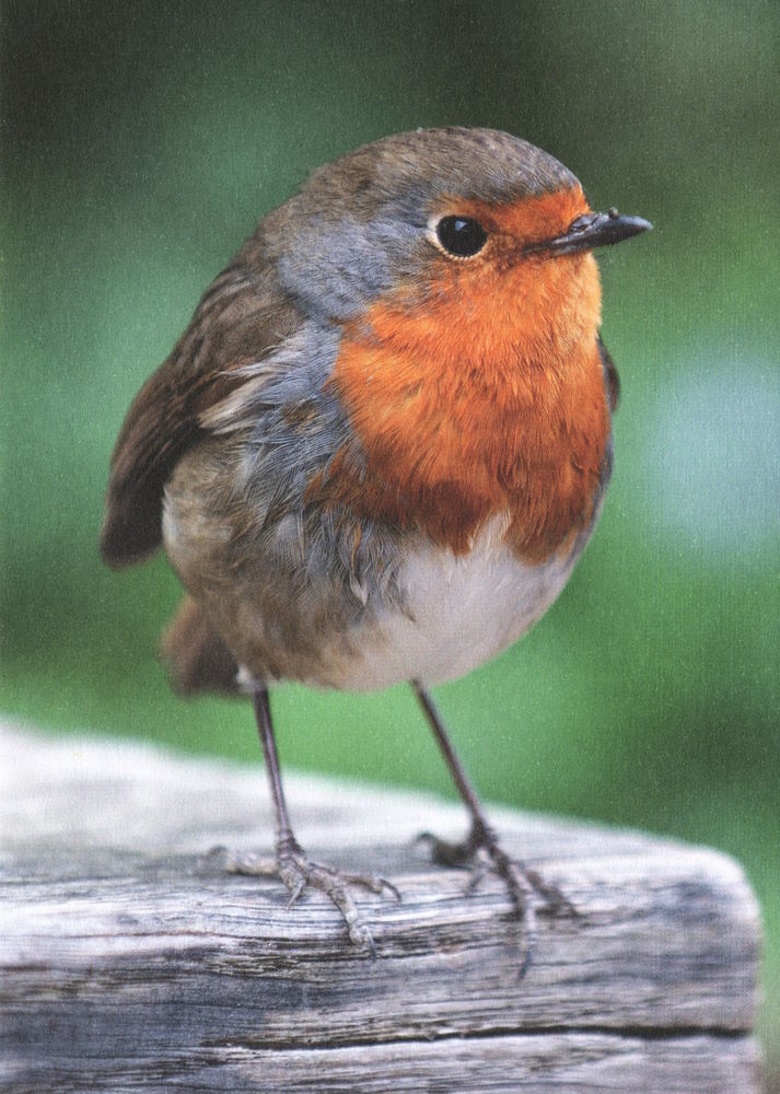 Postkarte "Rotkehlchen" Postkarte "Rotkehlchen"