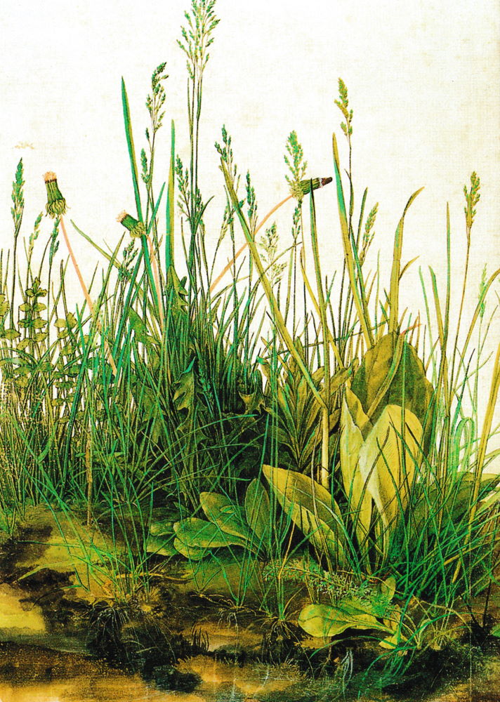 Kunstkarte Albrecht Dürer "Das große Rasenstück"