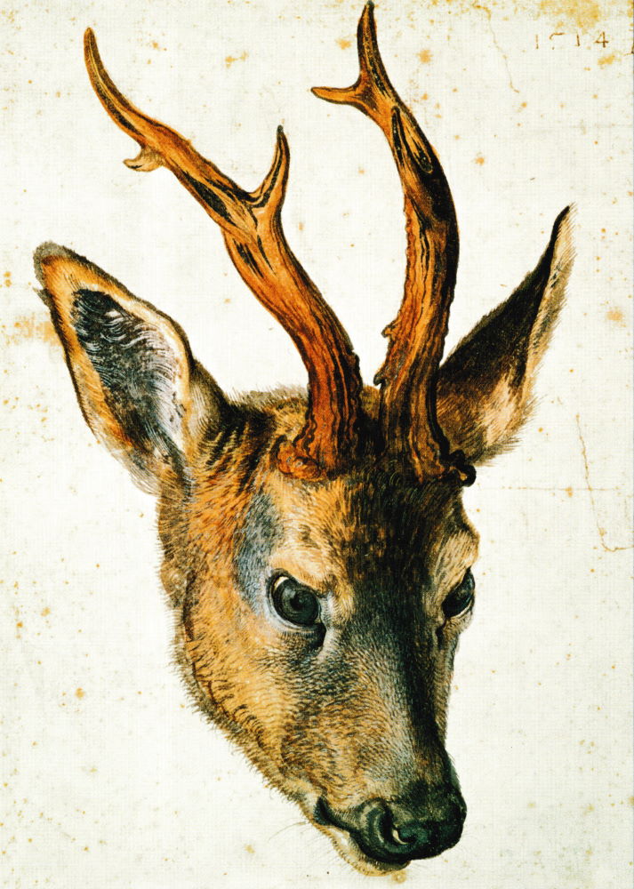 Kunstkarte Albrecht Dürer "Kopf eines Rehbocks"