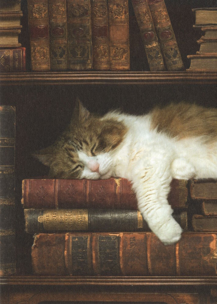 Postkarte "Schlafende Katze im Bücherregal"