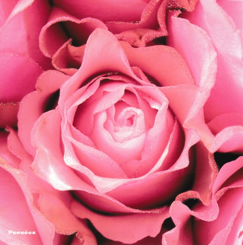 Quadratische Postkarte "Rosenblüte"