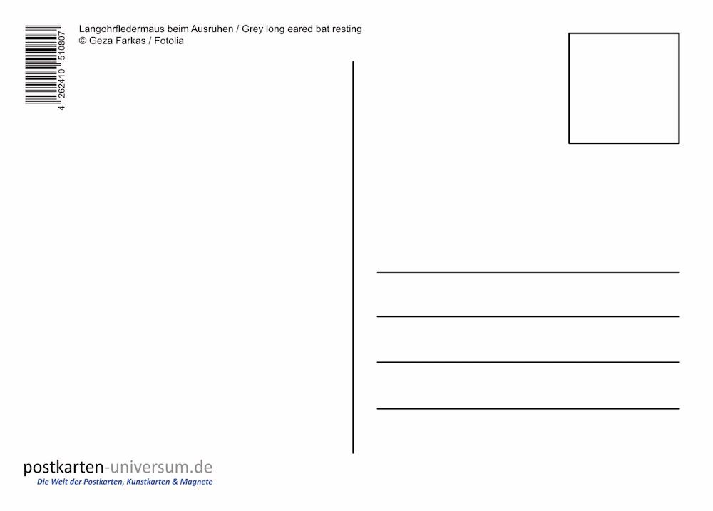 Postkarte "Langohr-Fledermaus beim Ausruhen" (Rückseite)