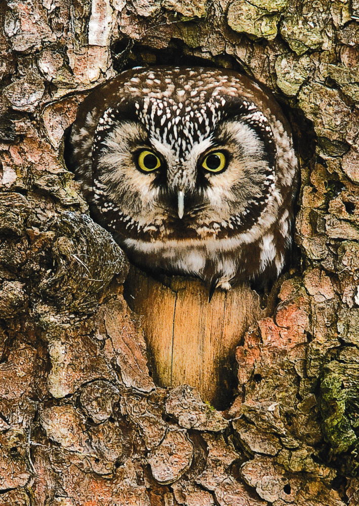 Postkarte "Ich kann Dich sehen! - Eule schaut aus Baum" Postkarte "Ich kann Dich sehen! - Eule schaut aus Baum"