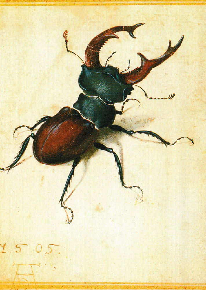 Kunstkarte Albrecht Dürer "Hirschkäfer" Kunstkarte Albrecht Dürer "Hirschkäfer"