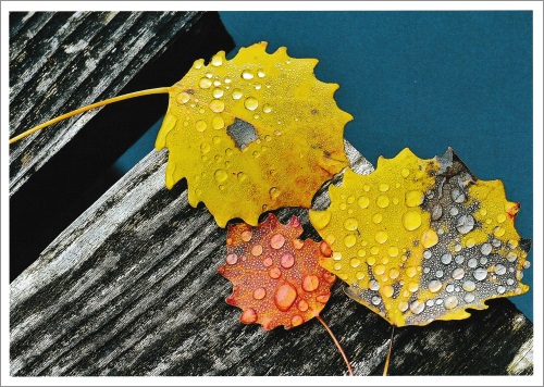 Postkarte "Herbstblätter"