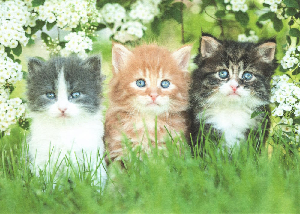 Postkarte "Drei Kätzchen"