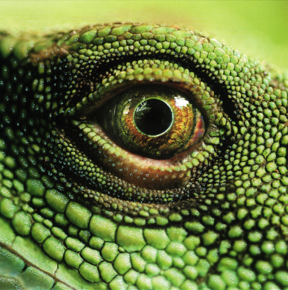 Quadratische Postkarte "Reptilienauge"