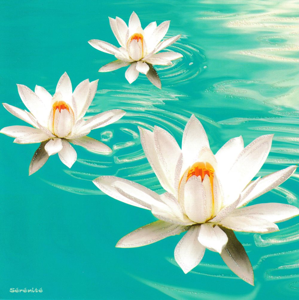 Quadratische Postkarte "Lotus in Wasser"