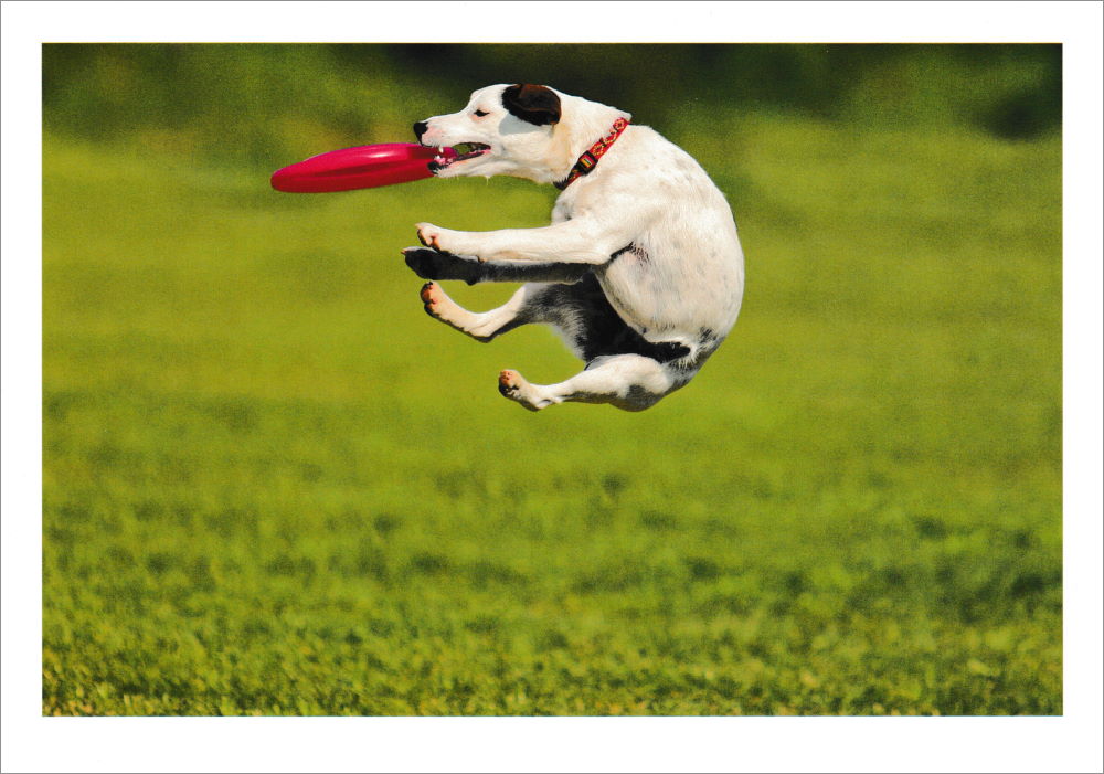 Postkartenbuch "Tierisch gute Grüße" mit 24 süßen Tiermotiven