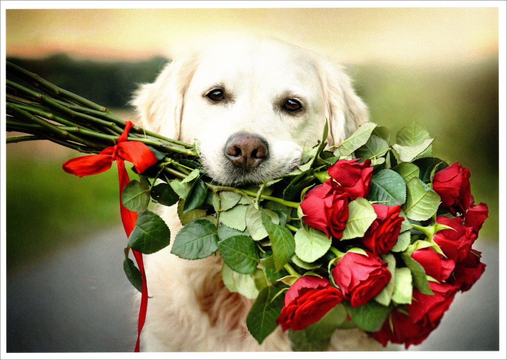 Postkarte "Ein Strauß roter Rosen (Hund)"