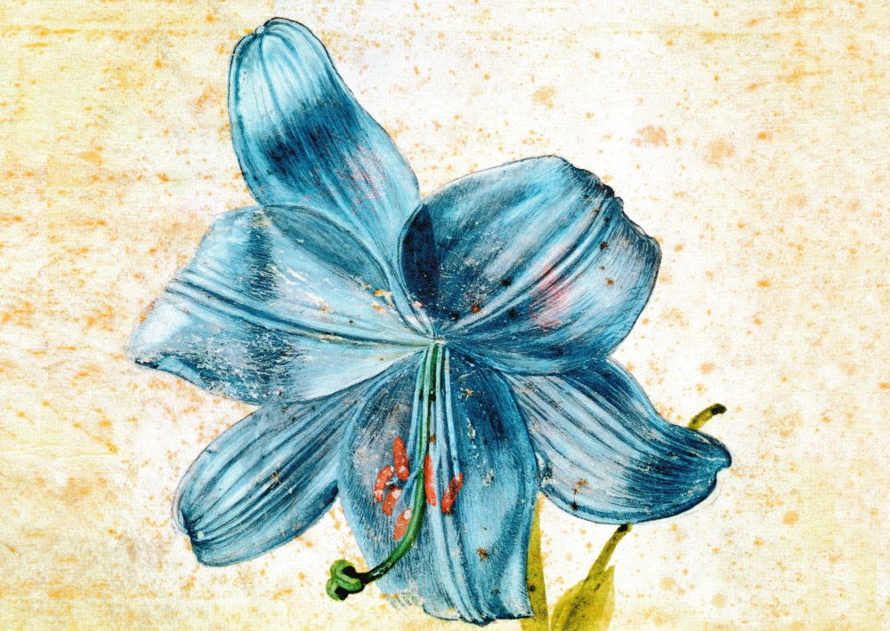 Kunstkarte Albrecht Dürer "Studie einer Lilie"