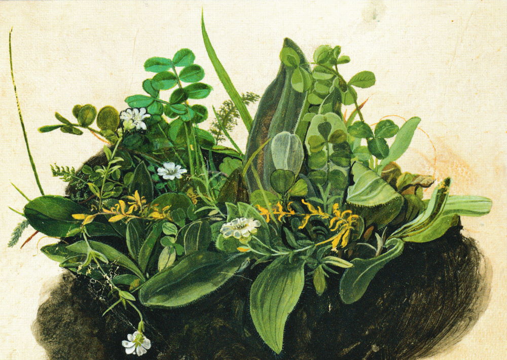 Kunstkarte Albrecht Dürer "Das kleine Rasenstück"