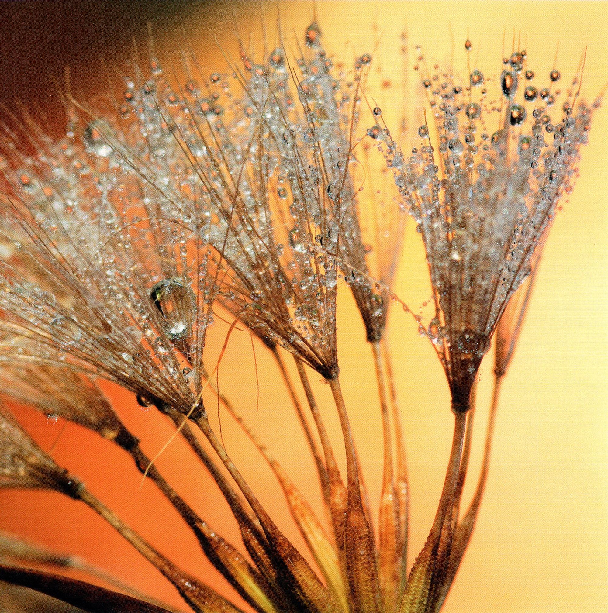 Quadratische Postkarte "Pusteblume"